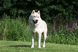 SIBERIAN HUSKY 941